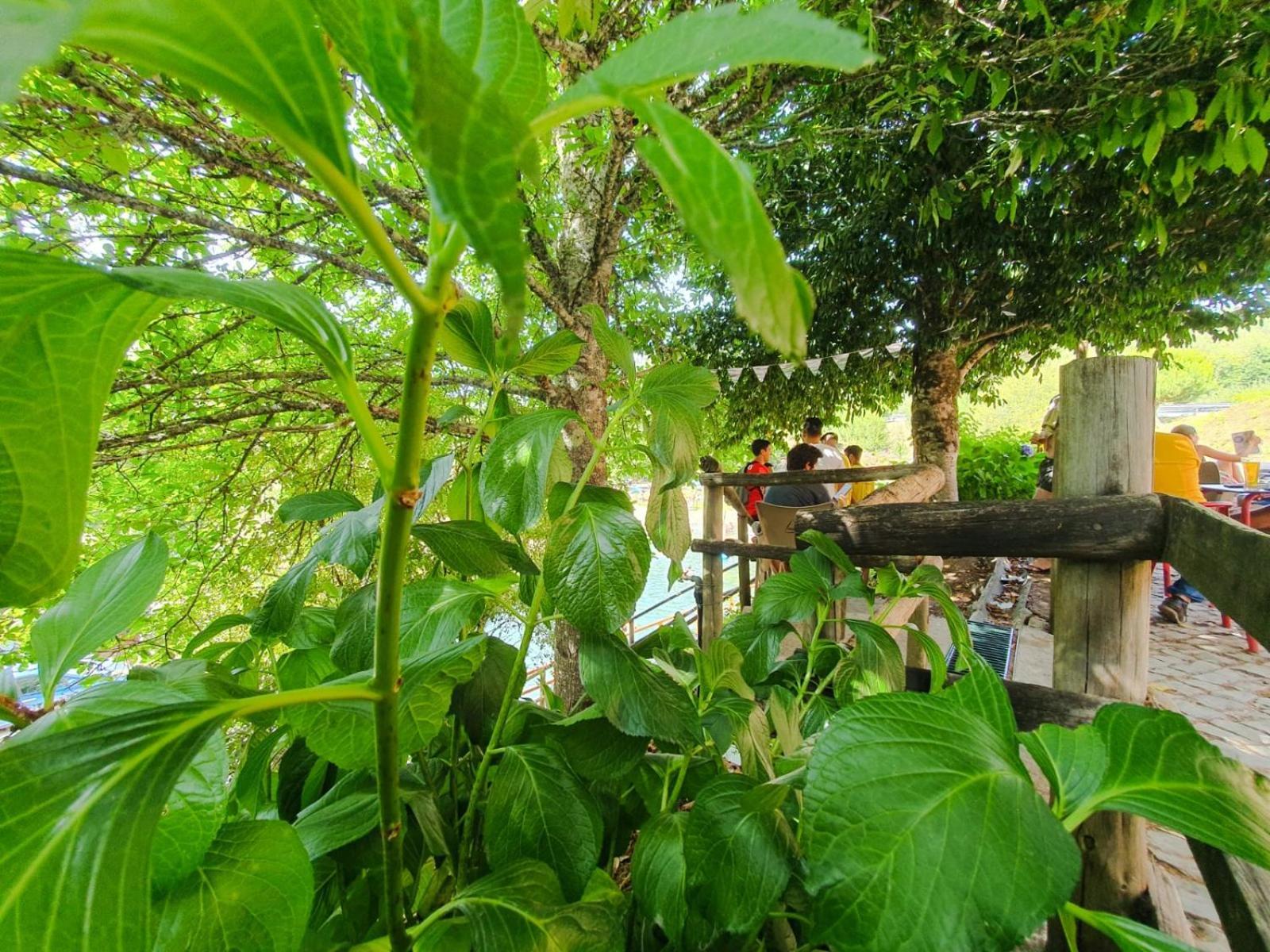 Casa Elbi Villa Figueiro Dos Vinhos Dış mekan fotoğraf